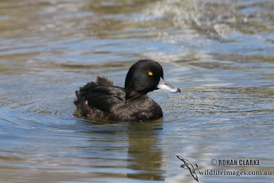 New Zealand Scaup 4306.jpg