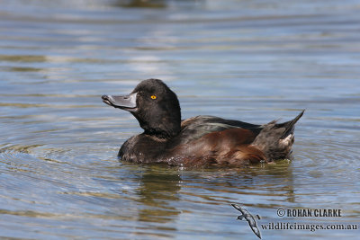 New Zealand Scaup 4312.jpg