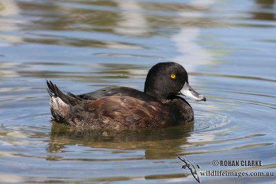 New Zealand Scaup 4316.jpg