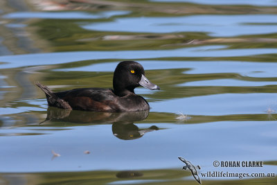 New Zealand Scaup 4328.jpg