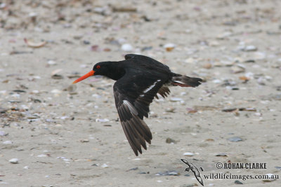 Variable Oystercatcher 3563.jpg