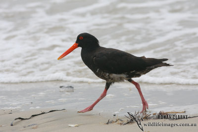 Variable Oystercatcher 3589.jpg