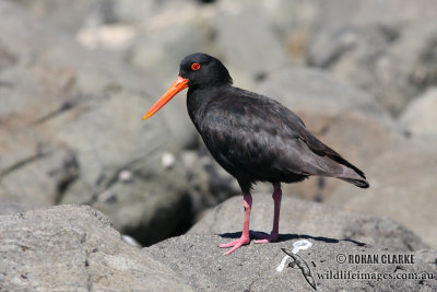 Variable Oystercatcher 4447.jpg