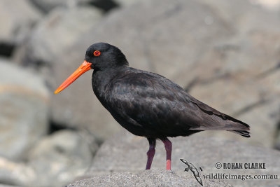 Variable Oystercatcher 4449.jpg