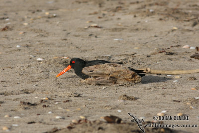 Variable Oystercatcher 4581.jpg