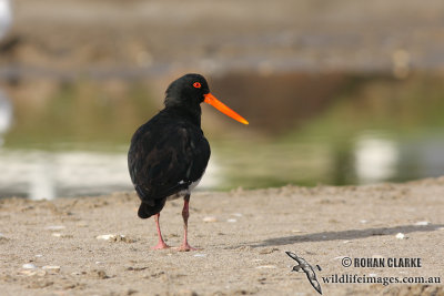 Variable Oystercatcher 4593.jpg