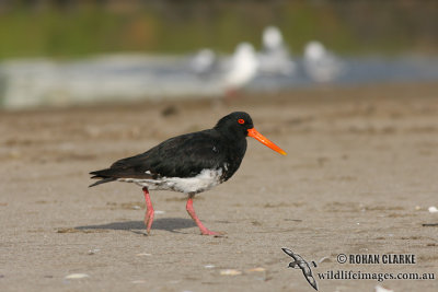 Variable Oystercatcher 4595.jpg