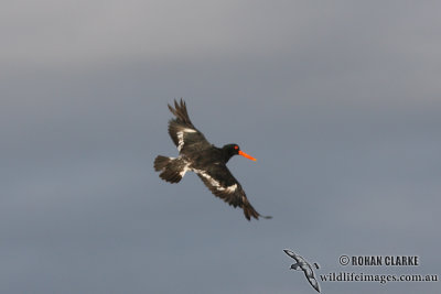 Variable Oystercatcher 4596.jpg