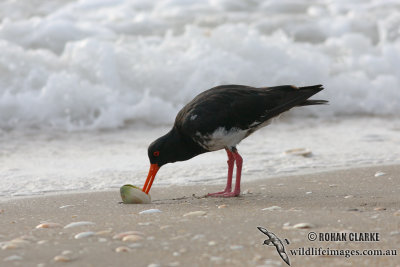 Variable Oystercatcher 4609.jpg