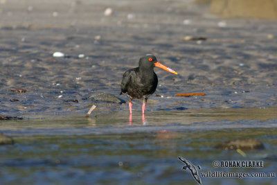 Variable Oystercatcher 4734.jpg