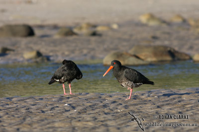 Variable Oystercatcher 4777.jpg