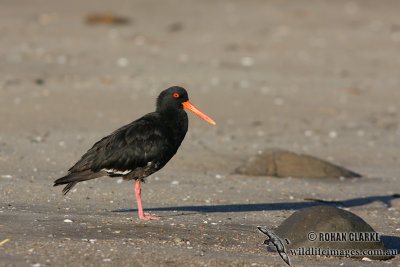 Variable Oystercatcher 4786.jpg