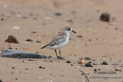 New Zeland Dotterel 3832.jpg