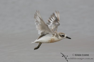 New Zeland Dotterel 3920.jpg