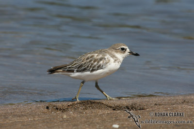 New Zeland Dotterel 4384.jpg