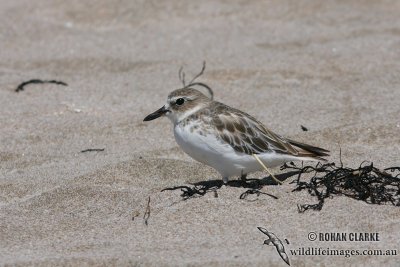 New Zeland Dotterel 4393.jpg