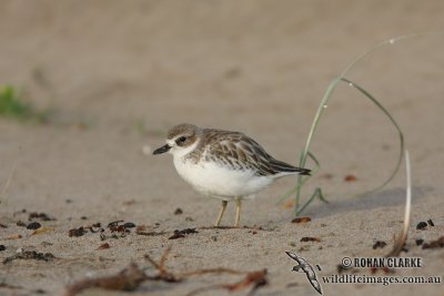 New Zeland Dotterel 4522.jpg