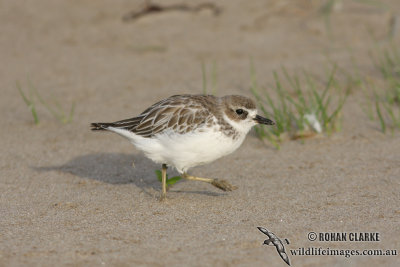 New Zeland Dotterel 4526.jpg