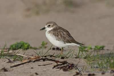 New Zeland Dotterel 4579.jpg