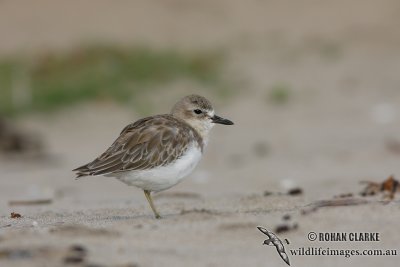 New Zeland Dotterel 4614.jpg