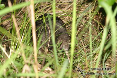 North Island Brown Kiwi 2446.jpg