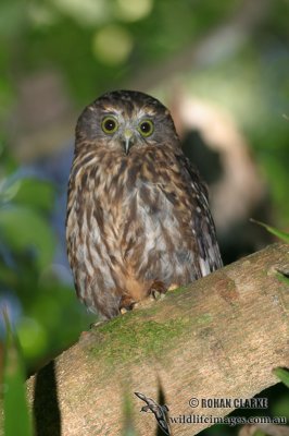 Morepork