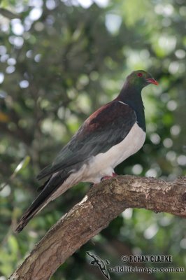 New Zealand Pigeon 2364.jpg