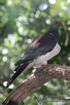 New Zealand Pigeon 2367.jpg