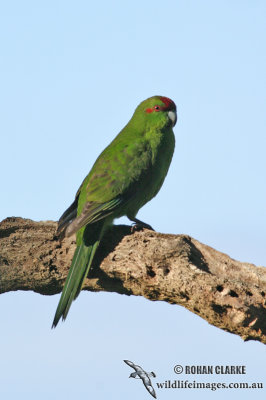 Red-crowned Parakeet 2622.jpg