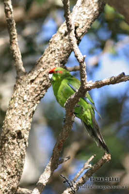 Red-crowned Parakeet 2625.jpg