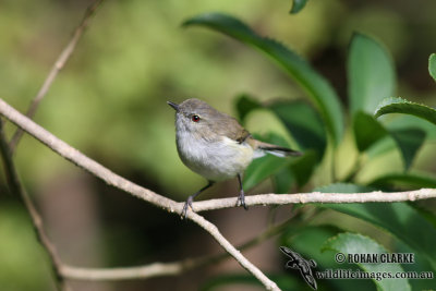 Grey Warbler