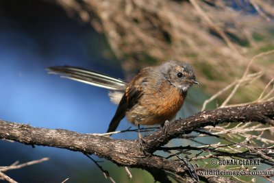 Fantails and Flycatchers