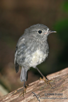 North Island Robin