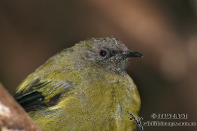 New Zealand Bellbird 2256.jpg