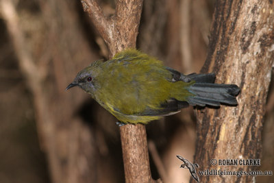 New Zealand Bellbird 2264.jpg