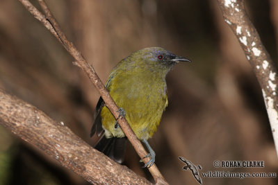 New Zealand Bellbird 2271.jpg