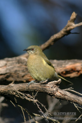 New Zealand Bellbird 2590.jpg