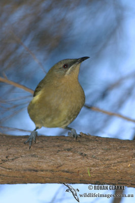 New Zealand Bellbird 2600.jpg