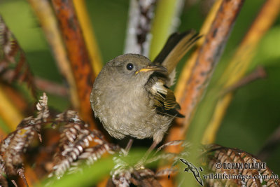 Stitchbird (Hihi)