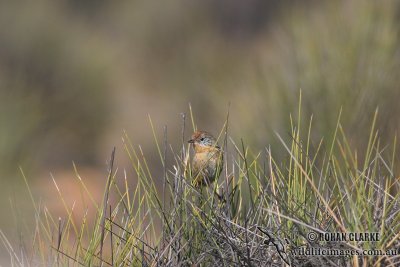 Mallee Emu-wren 9911.jpg