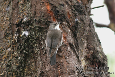 White-throated Treecreeper 1263.jpg