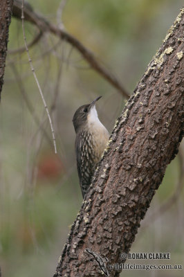 White-throated Treecreeper 4807.jpg