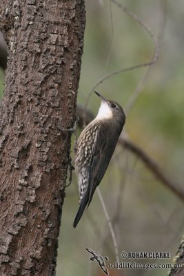 White-throated Treecreeper 4808.jpg