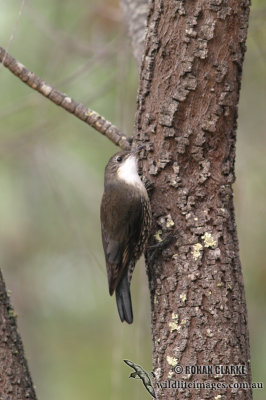 White-throated Treecreeper 4818.jpg