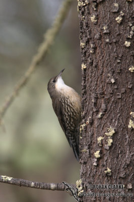 White-throated Treecreeper 4825.jpg