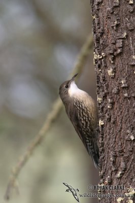 White-throated Treecreeper 4841.jpg