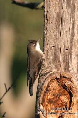 White-throated Treecreeper 6404.jpg