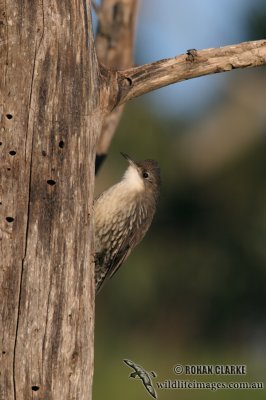 White-throated Treecreeper 6406.jpg