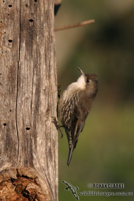 White-throated Treecreeper 6411.jpg