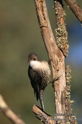 White-throated Treecreeper 6421.jpg